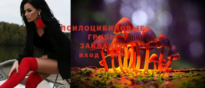 где продают   Палласовка  Галлюциногенные грибы Psilocybe 